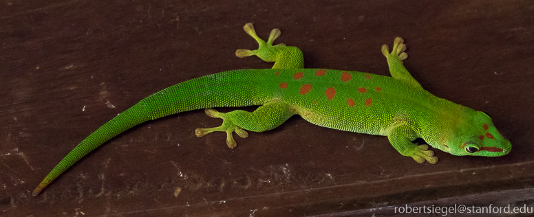 day gecko
